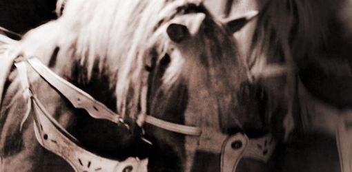 circo 04 taniawiedmann