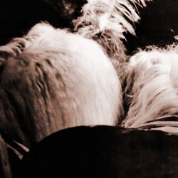 circo 05 taniawiedmann