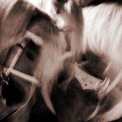 circo 06 taniawiedmann